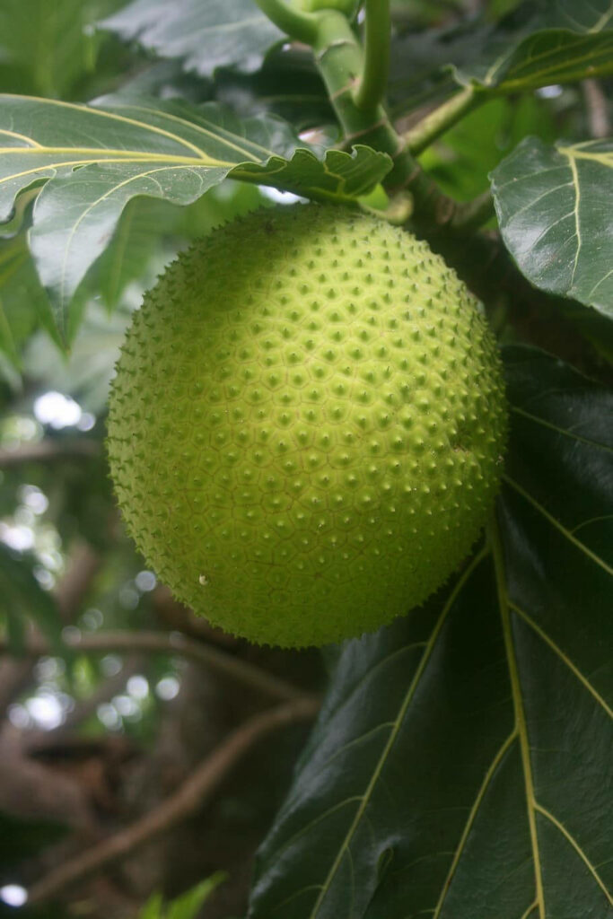 Close up of ripe breadfruit hanging on tree with vibrant green skin and glossy tropical leaves Wallpaper