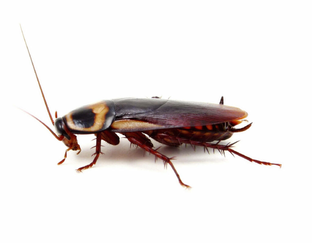 Close-up macro of glossy smokey brown cockroach with spiny legs and antennae on white background Wallpaper