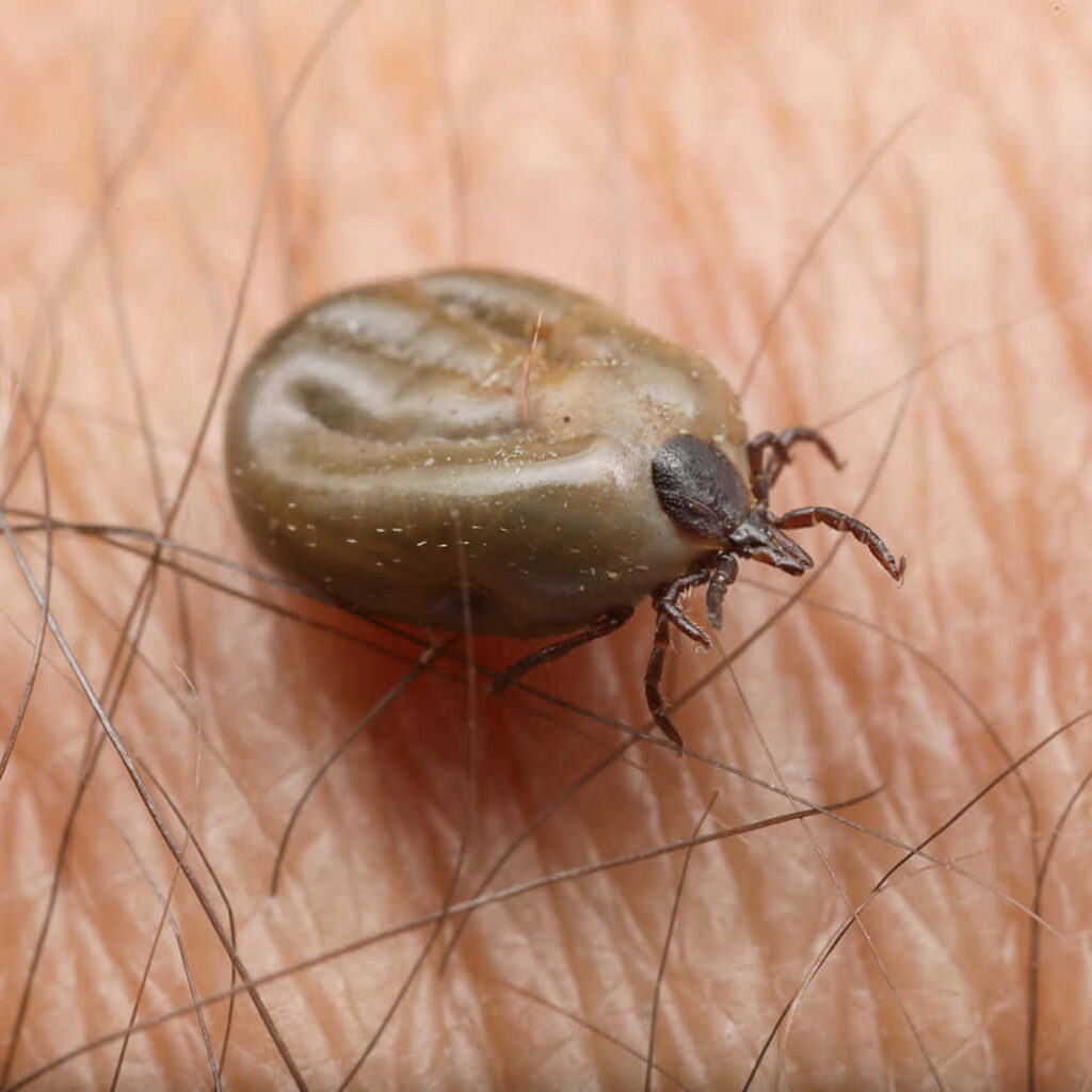 High-Def Close-Up of Tick on Skin - Textured Wallpaper Background