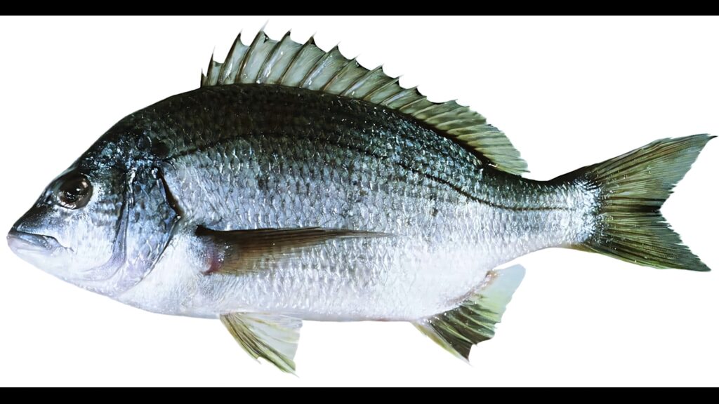 High-resolution Common Bream fish with detailed silver gray scales and sharp dorsal fins on white background Wallpaper