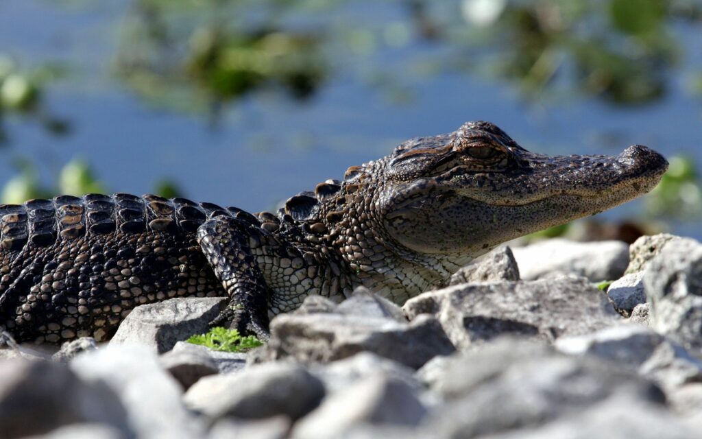 Stunning Crocodile Wallpaper: Rugged Scales & Natural Beauty