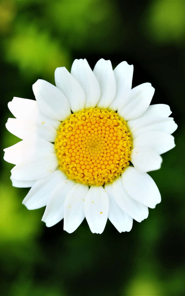 Top View Close-Up of Daisy Flower on Blurred Green Background Wallpaper
