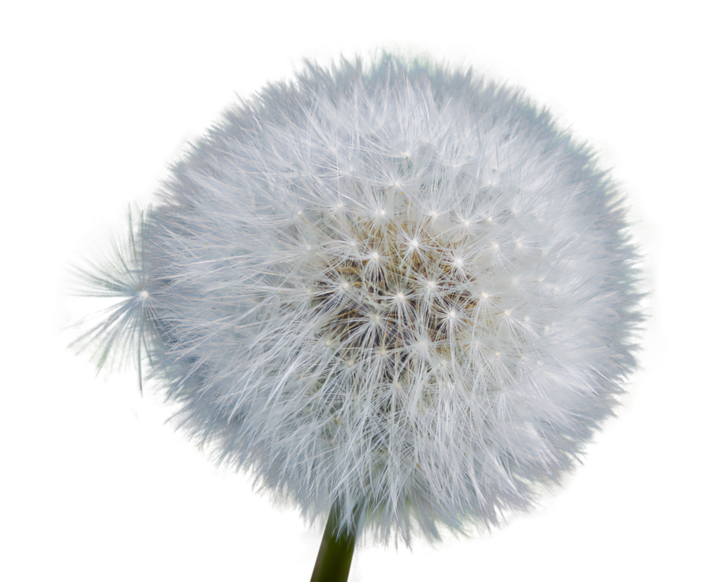 High-Res Dandelion Seed Head Wallpaper with Transparent Background