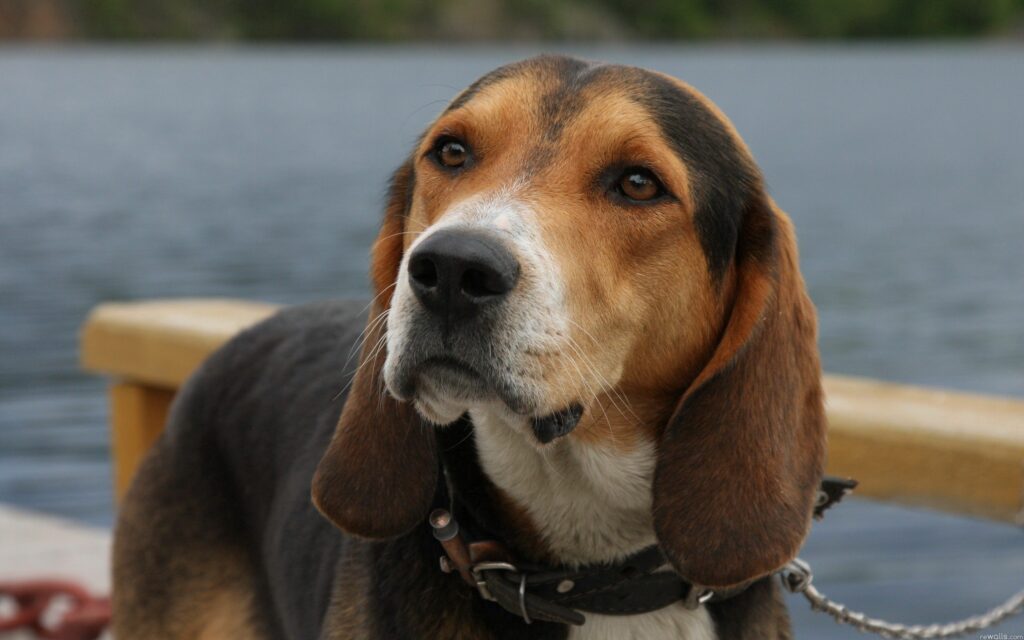 Close-Up Dog Wallpaper: Attentive Eyes & Tranquil Waterside Scene