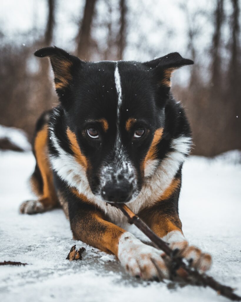 Playful Dog with Stick in Snowy Wilderness - High-Resolution Wallpaper
