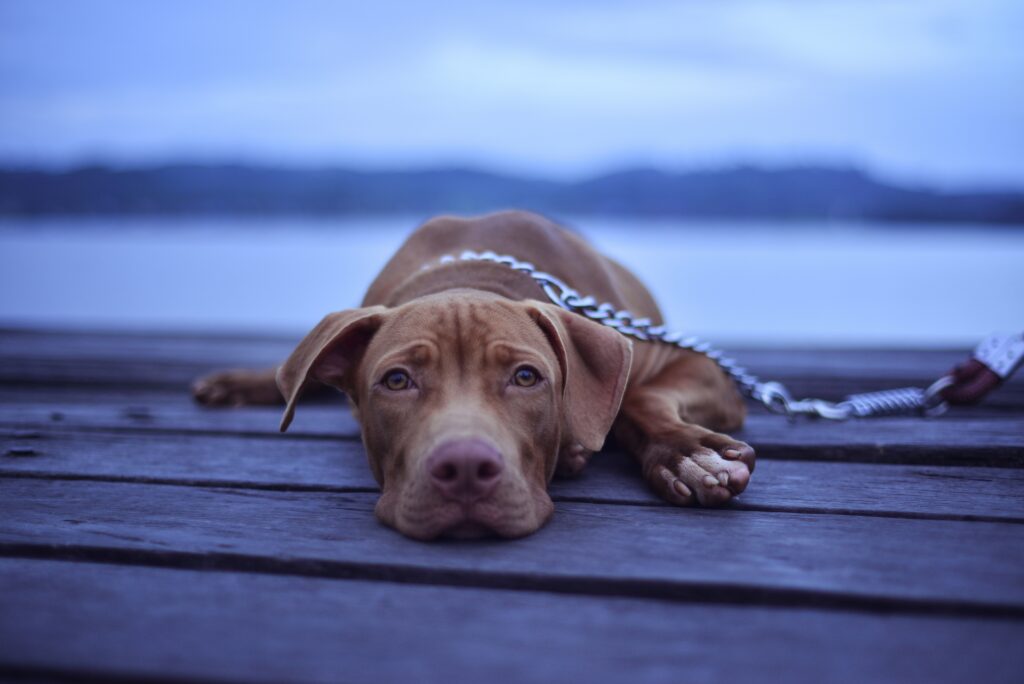 Serene Dog Wallpaper: Resting Canine on Wooden Deck with Water Backdrop