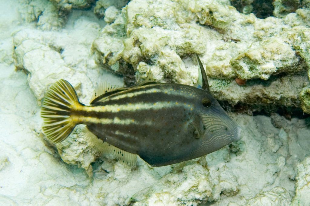 High-resolution filefish gliding over pale coral reef displaying striped pattern and fins Wallpaper