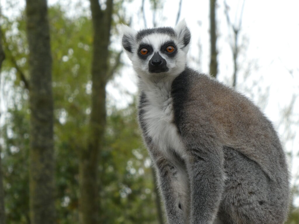 Fluffy Lemur with Orange Eyes in Serene Tree Background Wallpaper