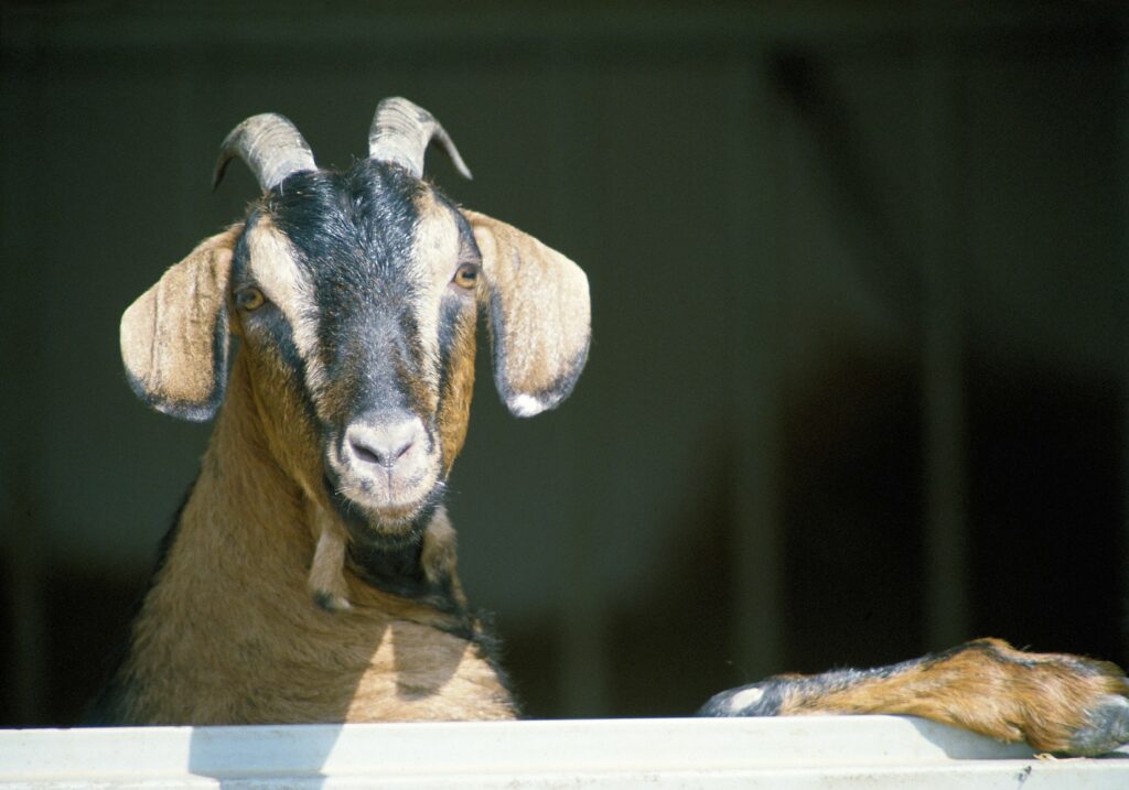Curious Goat Close-Up: High-Resolution Wallpaper of Horned Beauty