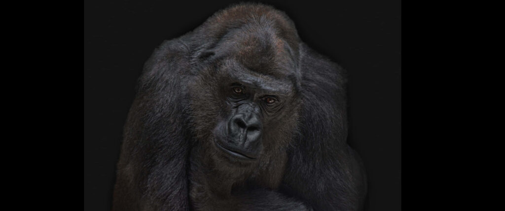 Contemplative Gorilla Wallpaper - High-Res 3440x1440p Dark Background