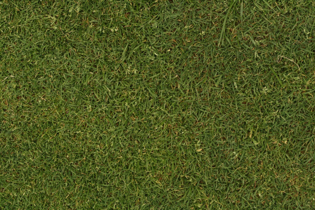 High-Res Grass Texture: Perfect Green Wallpaper Background