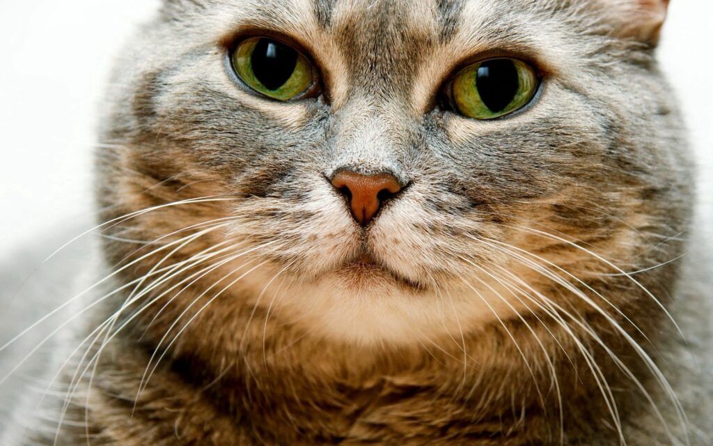Expressive Gray Cat with Green Eyes - High-Res Wallpaper 1920x1200