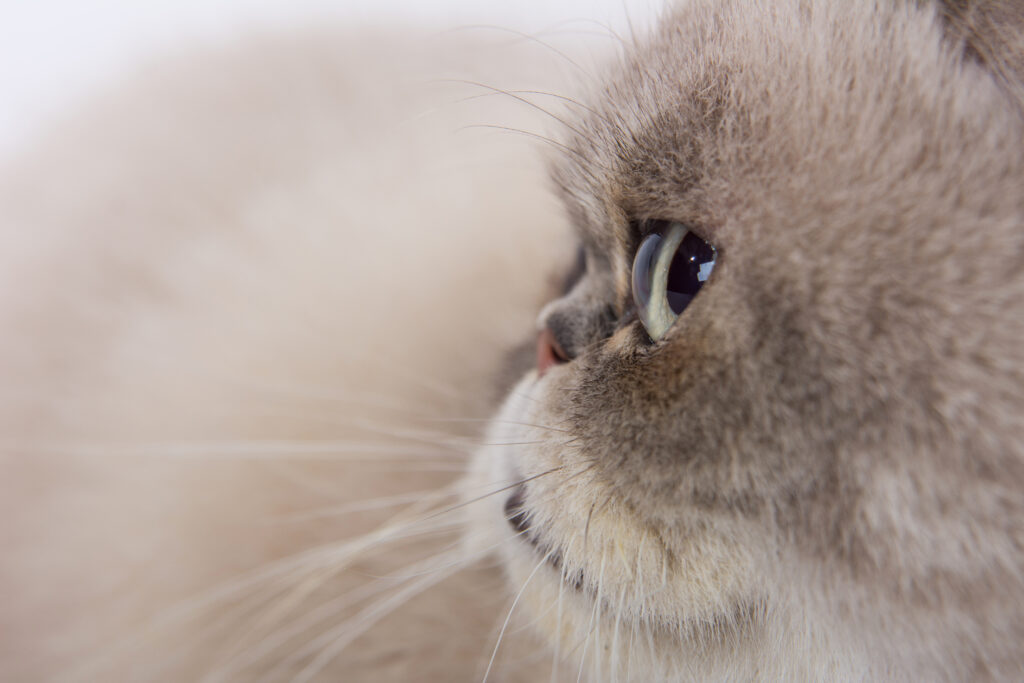 High-Res Wallpaper of Intense Gray Fluffy Cat for Pet Lovers