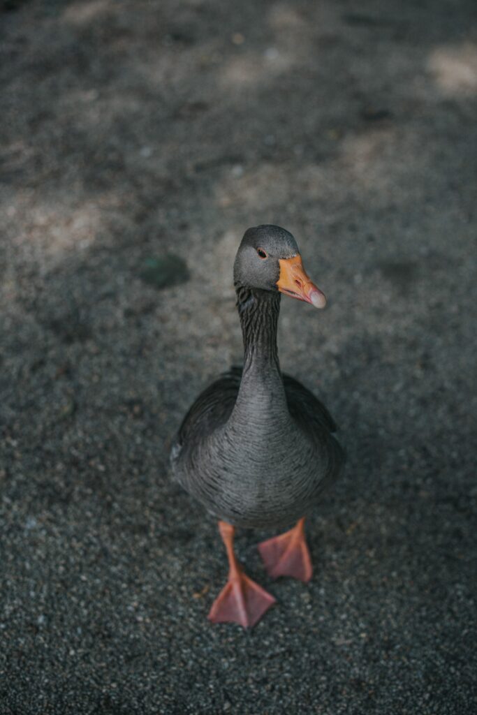 Striking High-Res Goose Wallpaper: Gray Feathers & Textured Ground