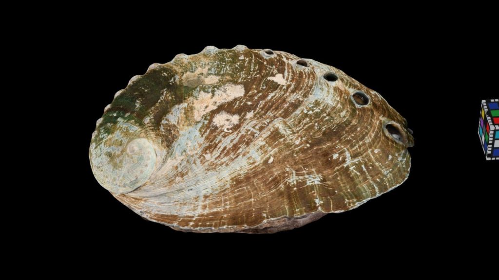 High-resolution Haliotis abalone shell with textured brown green hues and respiratory holes on black Wallpaper