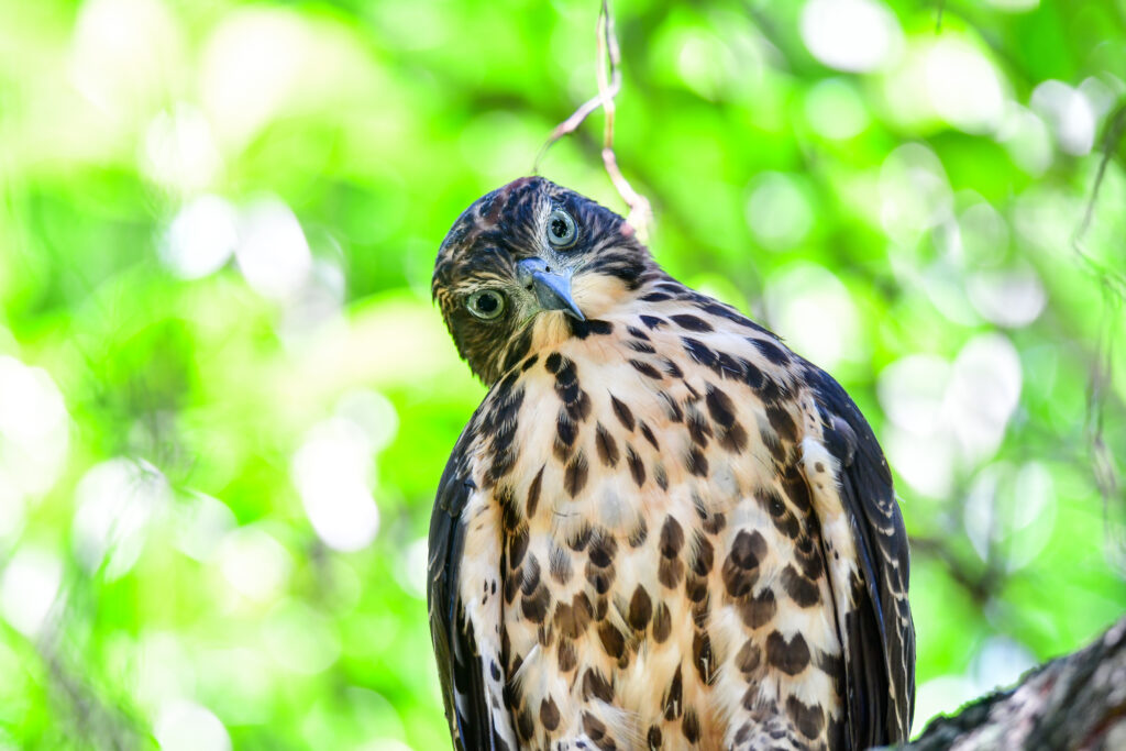 Majestic Hawk in Vibrant Green Foliage - High-Resolution Wallpaper
