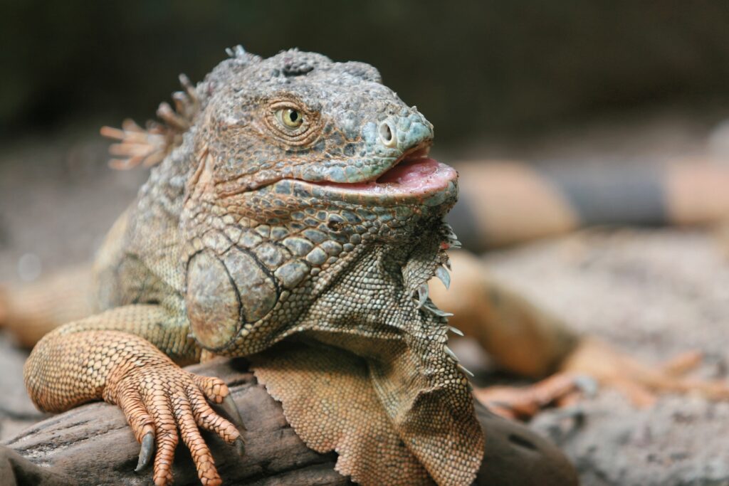 Vivid Iguana Wallpaper: Stunning Detail & Texture for Nature Lovers