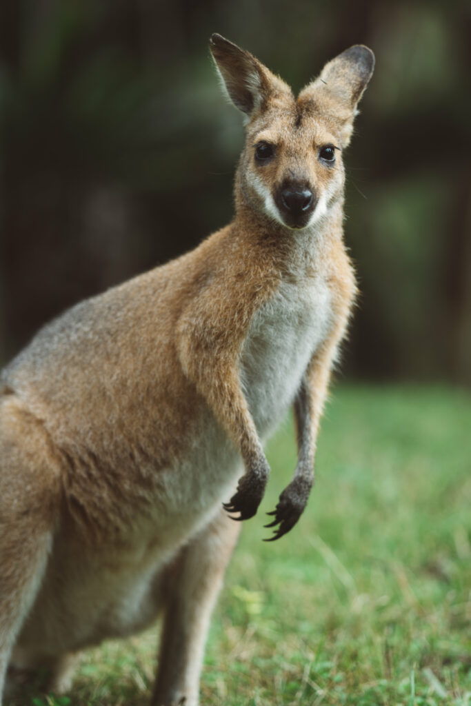 Kangaroo Alert in Vibrant Grassy Landscape - High-Resolution Wallpaper