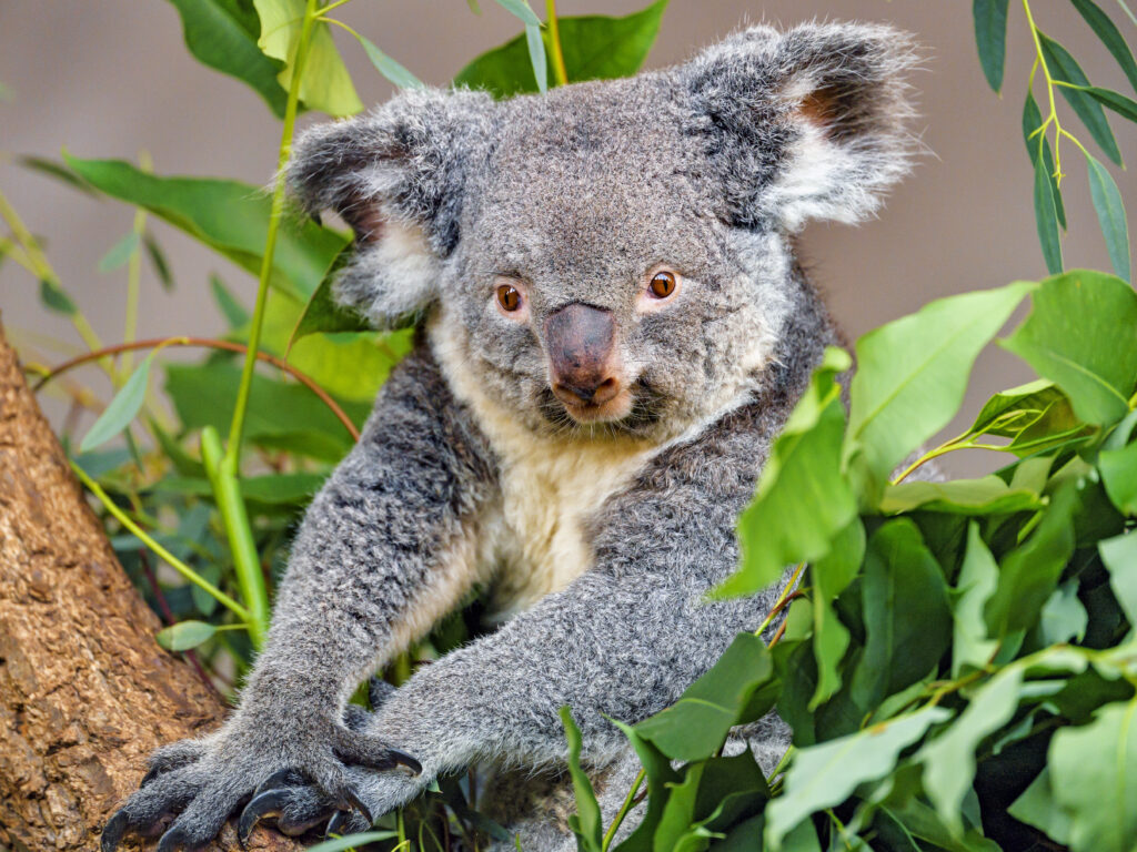 Serene Koala Wallpaper: Gray Fur Amidst Lush Eucalyptus Leaves