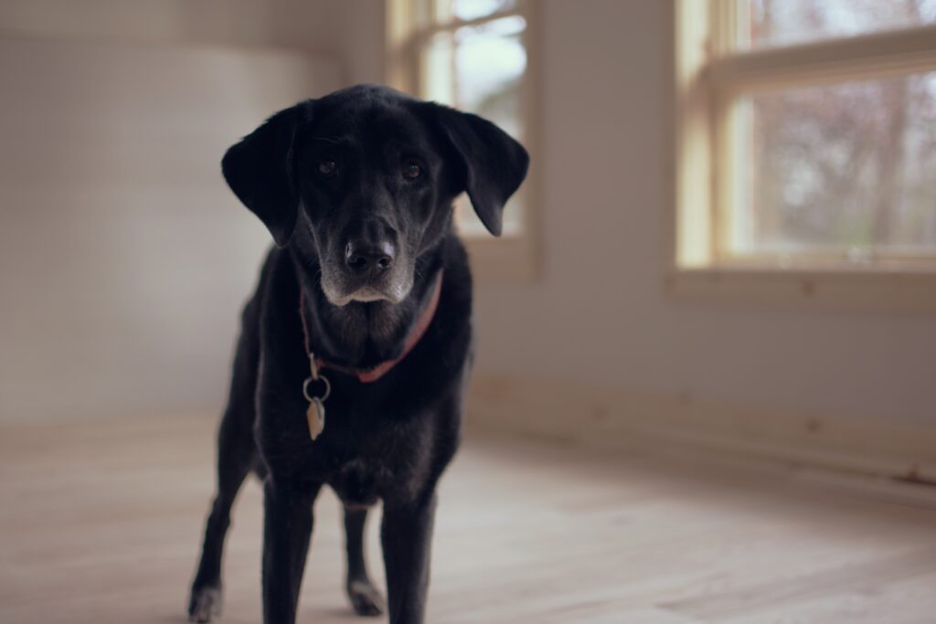 Labrador Retriever Indoor Wallpaper: Warm & Serene High-Res Image