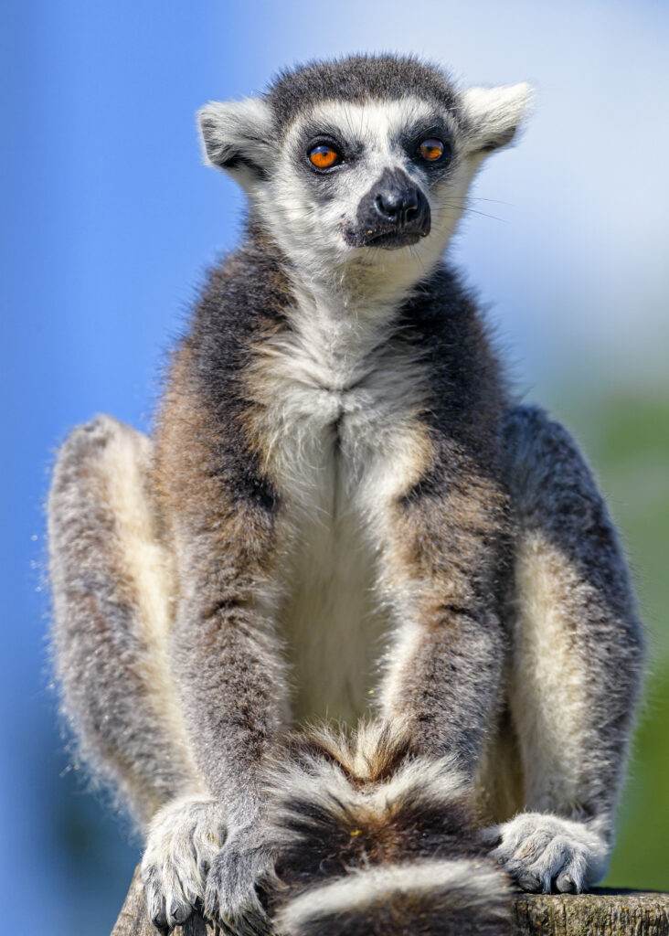 High-Res Lemur Wallpaper: Striking Orange Eyes & Furry Coat