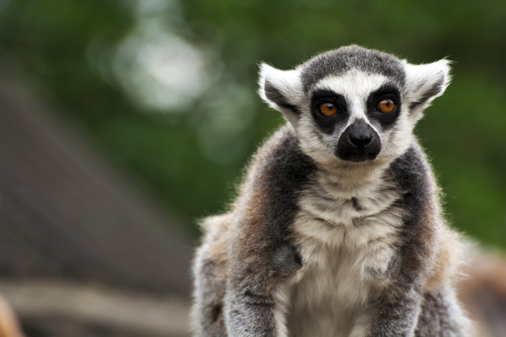Funny Lemur Wallpaper: High-Res Image with Unique Facial Markings
