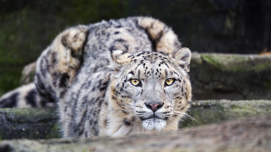 Leopard Gaze: Stunning High-Res Wildlife Wallpaper Background