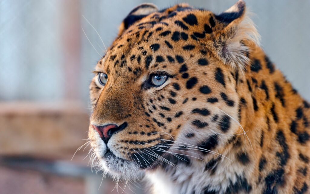 Stunning Leopard Profile Wallpaper - 3840x2400 High Resolution