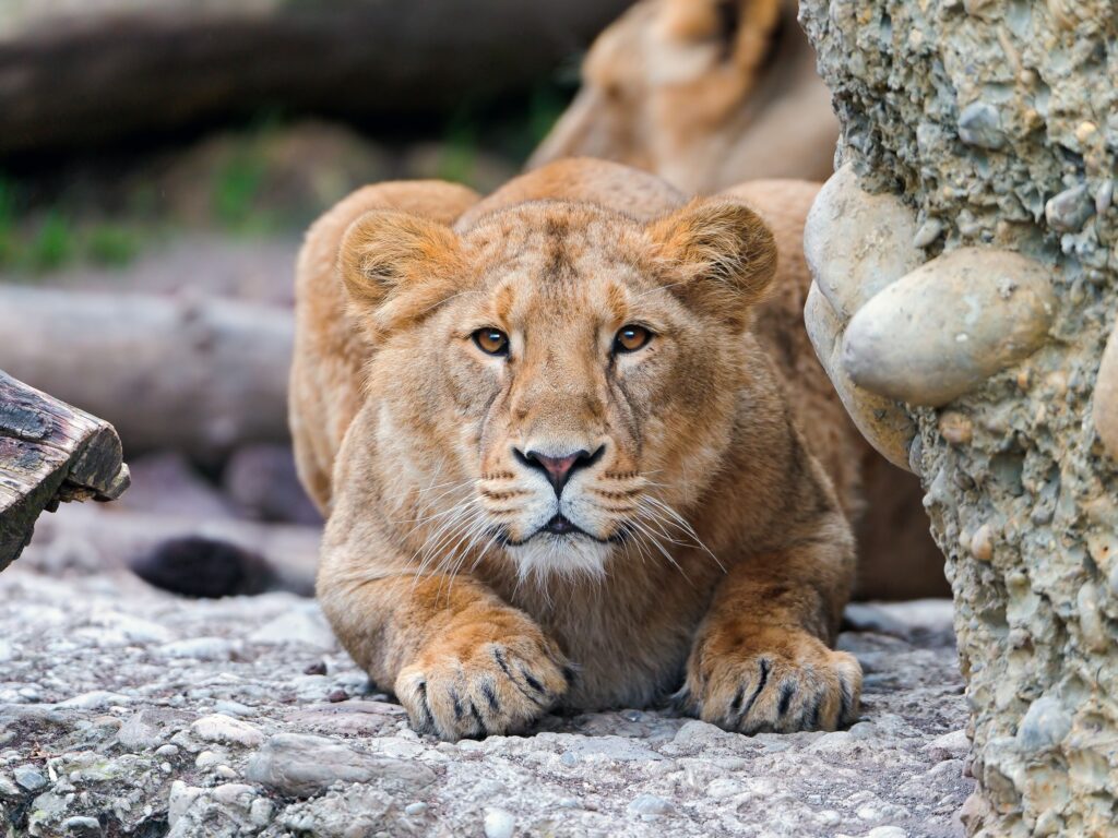 Young Lion Alert on Rocky Terrain - High-Resolution Wallpaper
