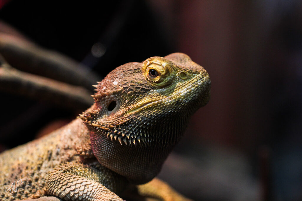 Close-Up Lizard Wallpaper: Detailed Scales & Vivid Textures