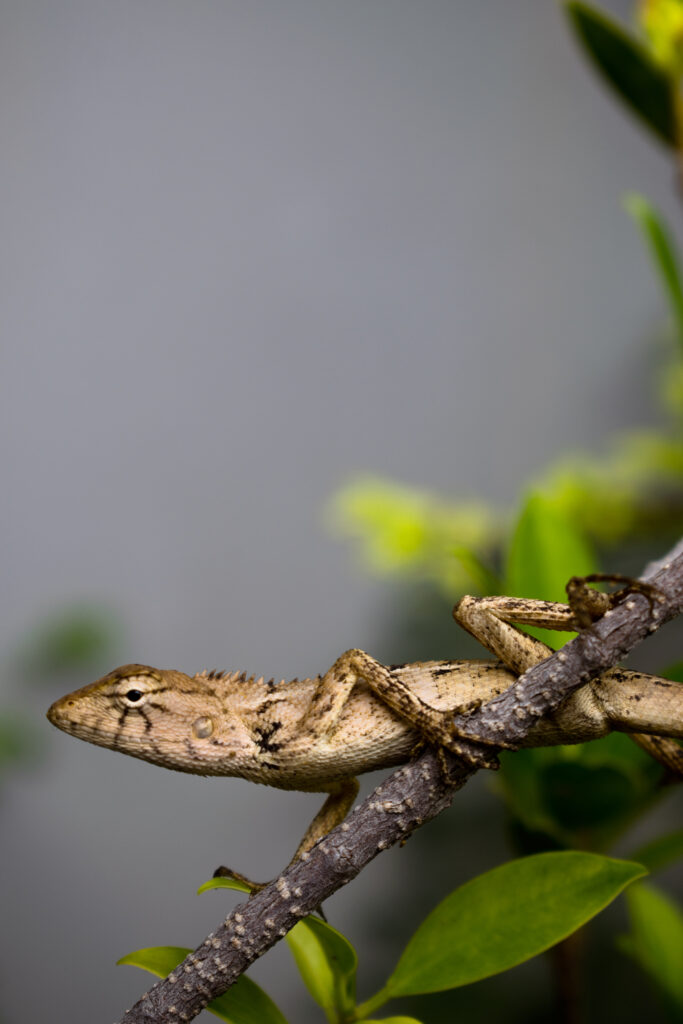 Vibrant Lizard Macro Wallpaper: Nature's Beauty in High Resolution
