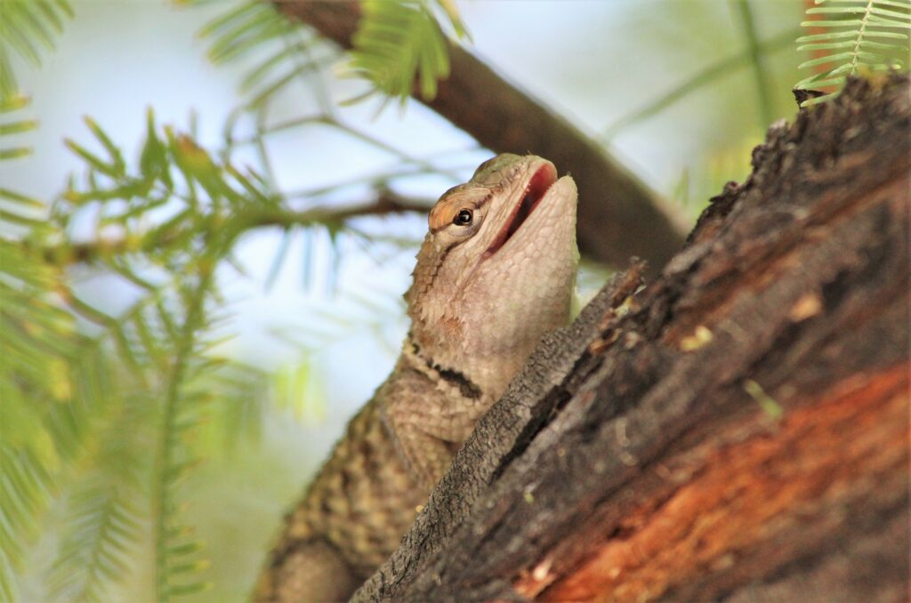 High-Res Lizard Wallpaper: Serene Nature on Tree Bark Background
