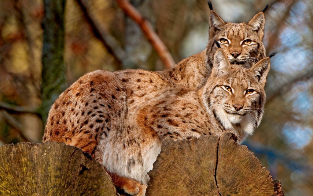 Lynxes on Log: High-Res Nature Wallpaper (2560x1600)
