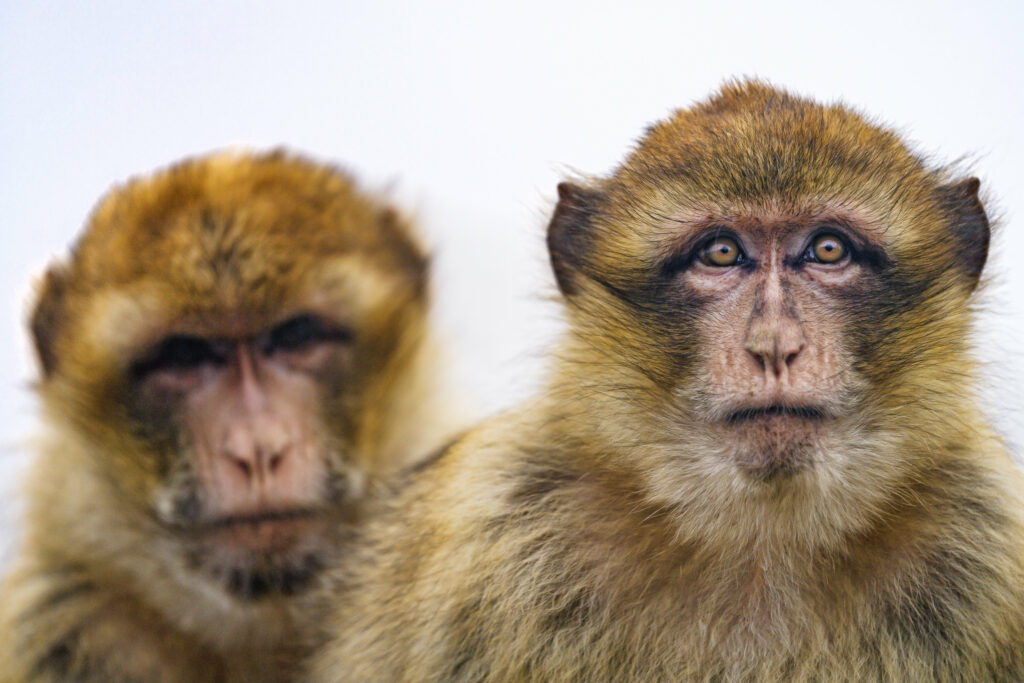 Captivating Macaques Wallpaper: Thoughtful Expressions in Nature