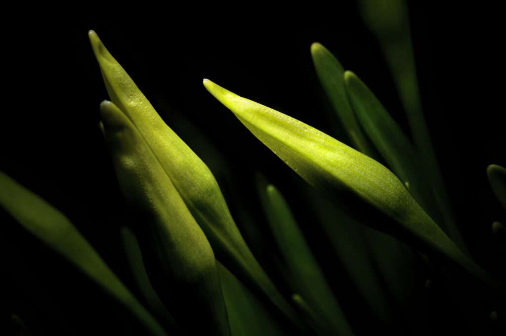 High-Res Macro Shot of Lily Buds on Dark Background - Serene Floral Wallpaper