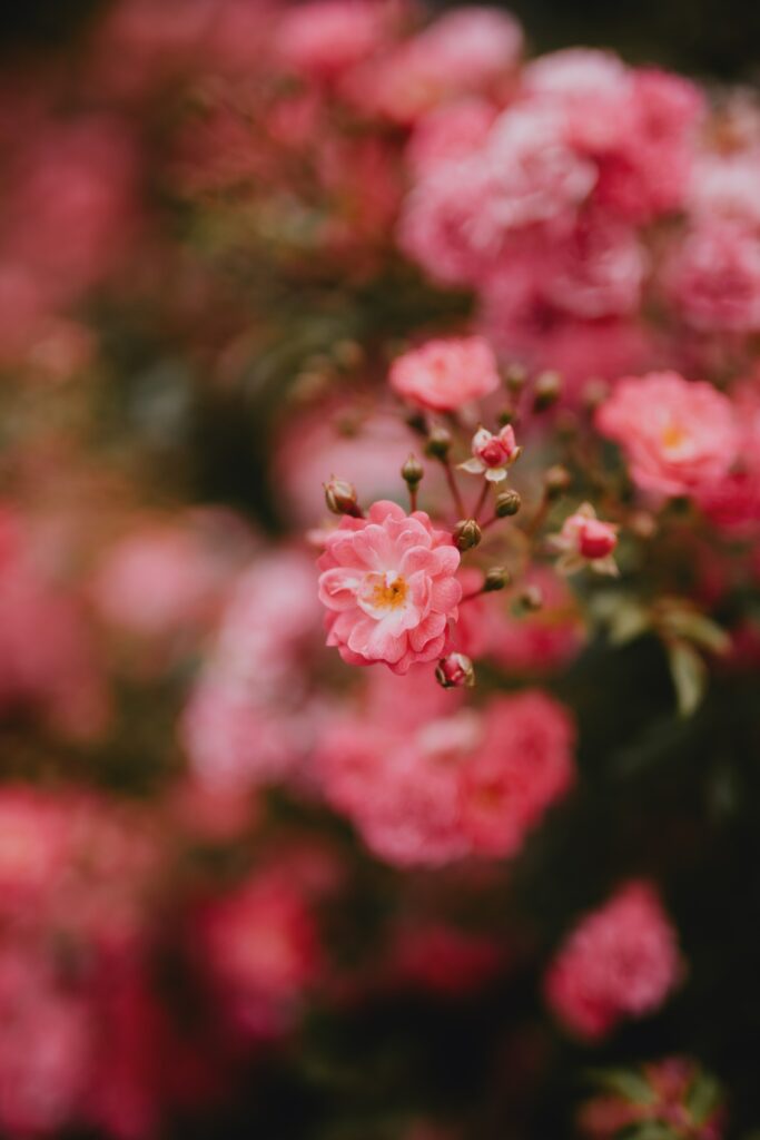High-Resolution Macro Pink Flowers Wallpaper for Nature Lovers