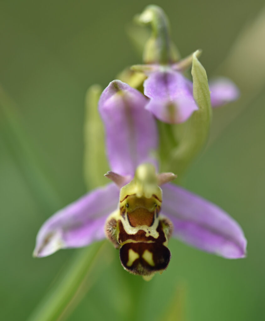 High-Resolution Macro Wallpaper of Ophrys Flower's Intricate Details