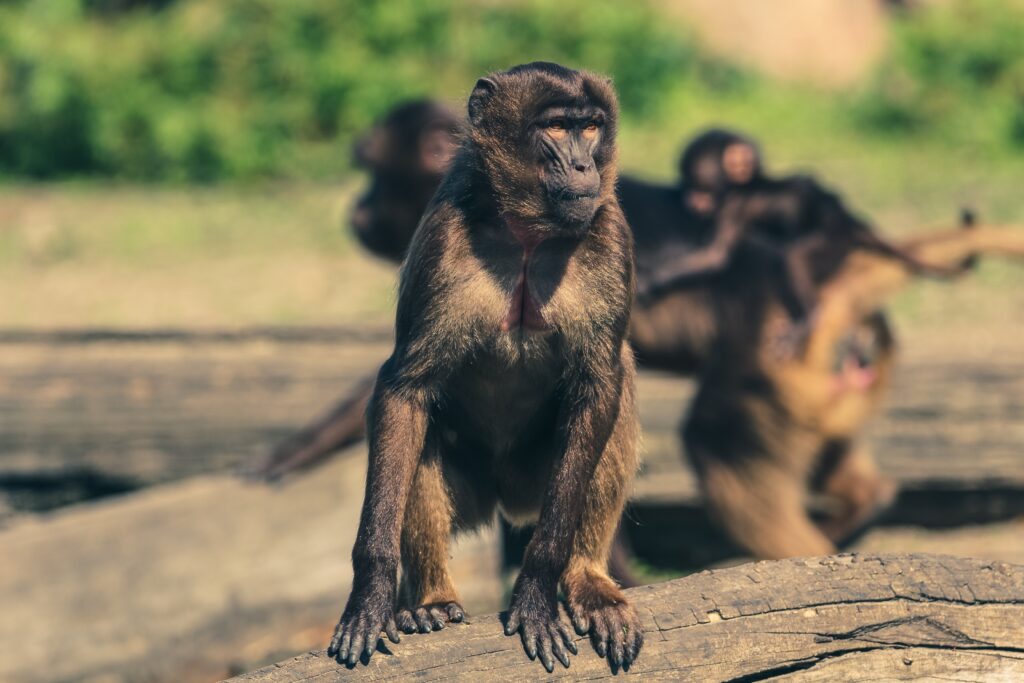 Vibrant Marmoset Zoo Wallpaper with Lush Green Background