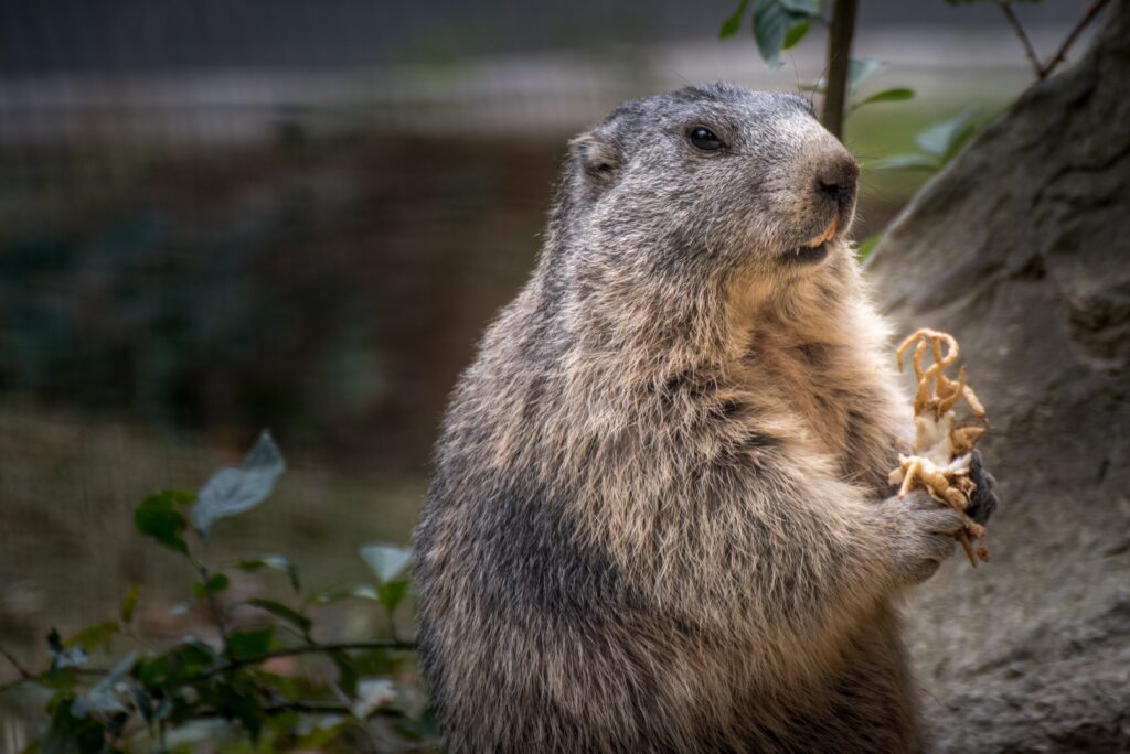 Charming Marmot High-Res Wallpaper Amidst Lush Greenery