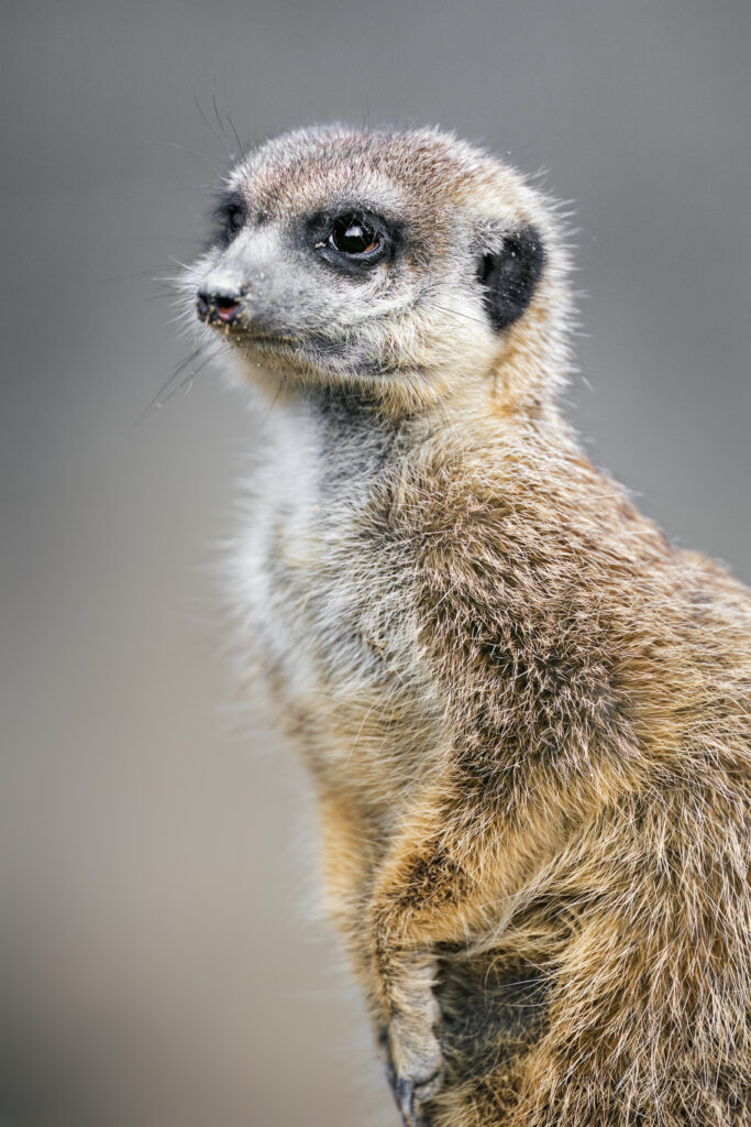 High-Res Meerkat Wallpaper: Captivating Eyes & Natural Fur
