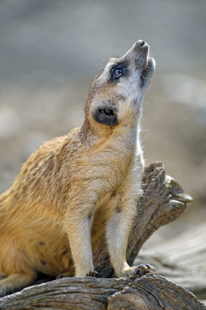 Profile View of a Meerkat on Weathered Wood - High-Resolution Wallpaper
