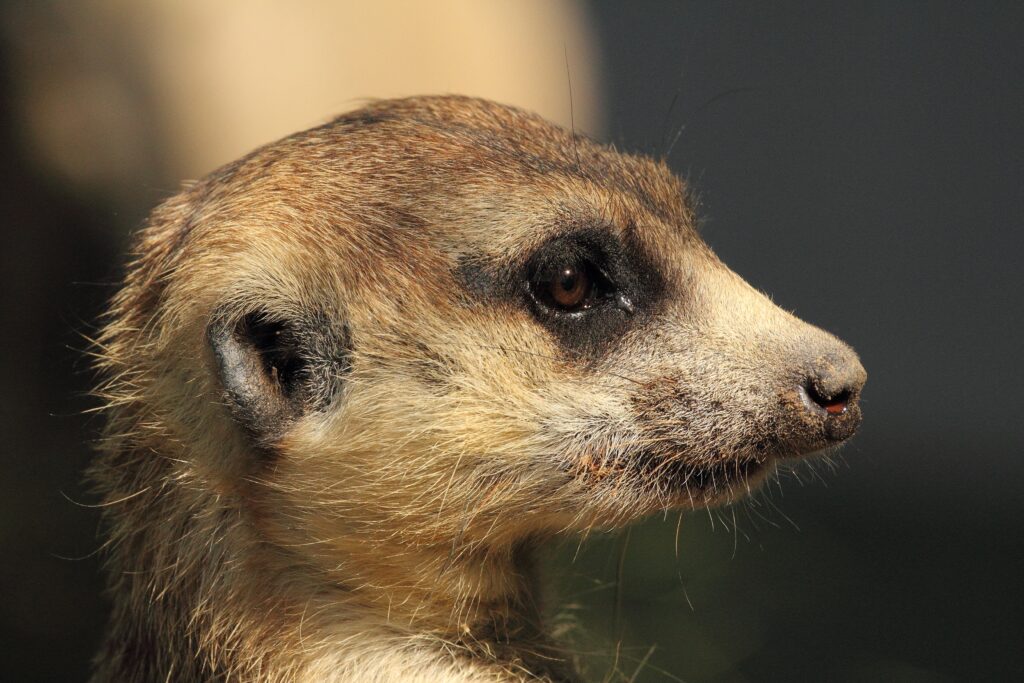 Close-Up Meerkat Wallpaper: Detailed Muzzle & Eye in High Resolution