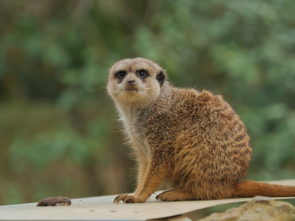 Curious Meerkat in Nature: Stunning High-Resolution Wildlife Wallpaper