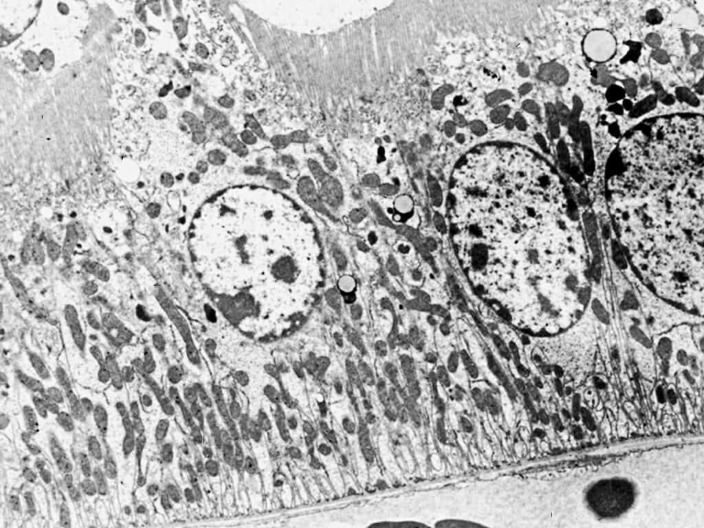 High-Res Grayscale Cell Structure Wallpaper - Intricate Microscopic Detail
