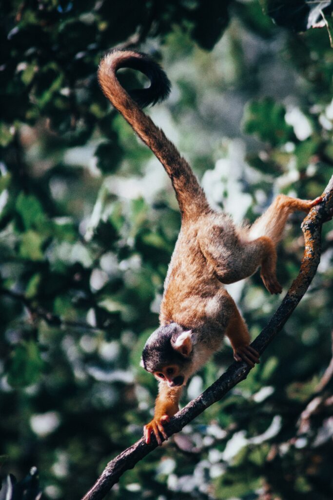 High-Res Monkey Climbing in Lush Greenery - 4000x6000 Wallpaper