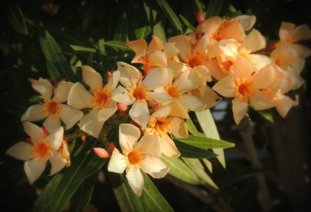 High-Res Oleander Flowers Wallpaper: Peach Petals & Green Backdrop