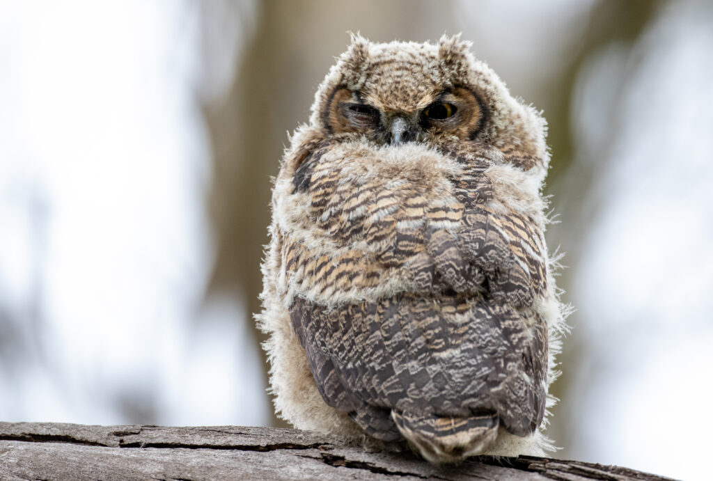 High-Res Owl Wallpaper: Intricate Feathers & Mystical Background