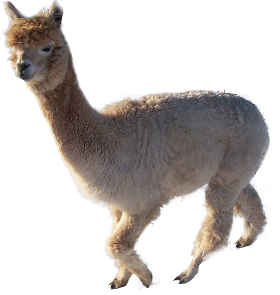 Serene Alpaca PNG Image on Transparent Background - High Resolution Wallpaper