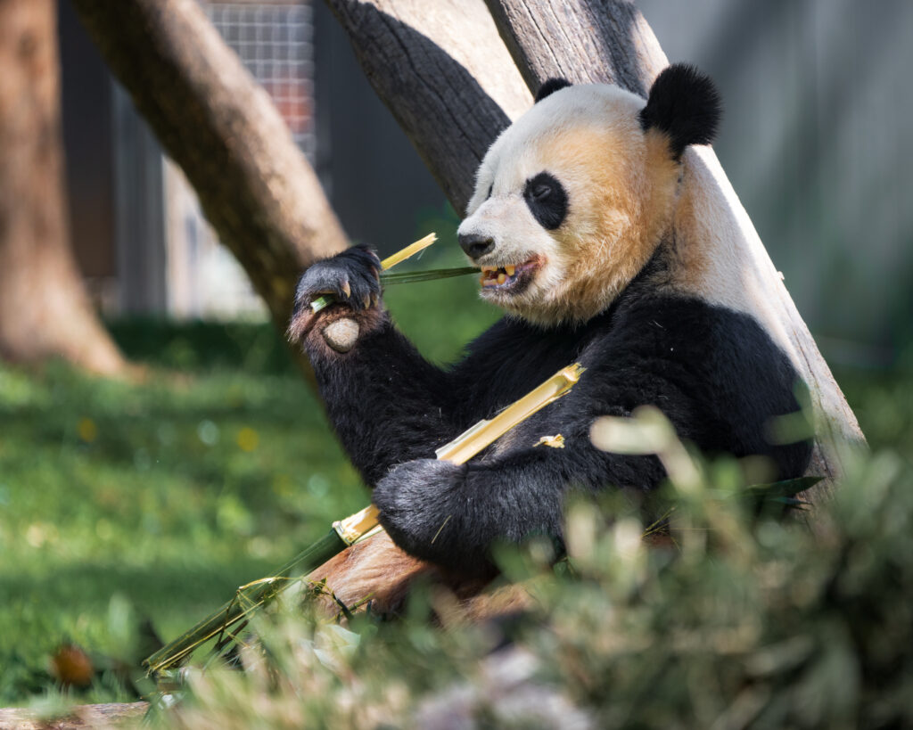 High-Res Panda Bear Wallpaper: Relaxing Amid Bamboo & Greenery