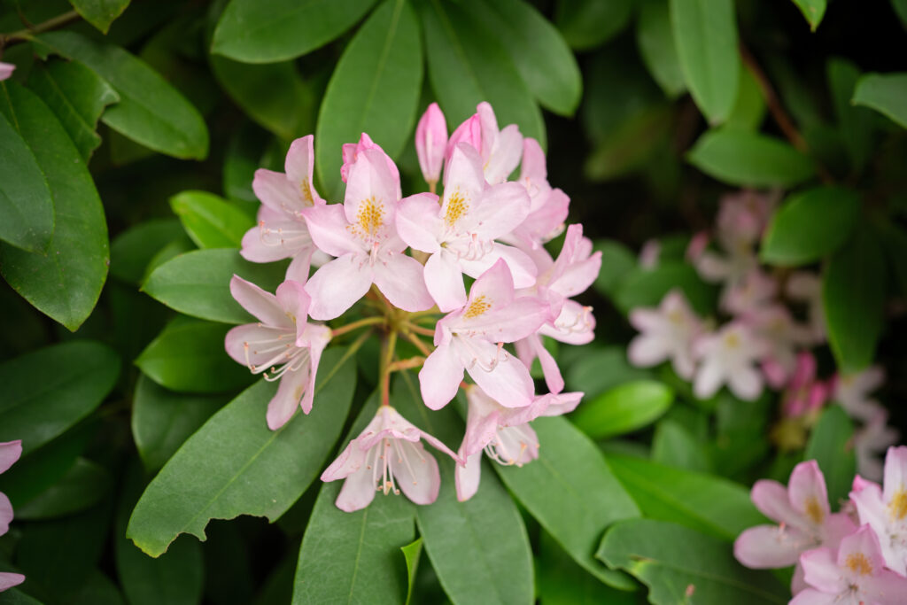 Delicate Pink Rhododendron Flowers Wallpaper - Nature's Beauty